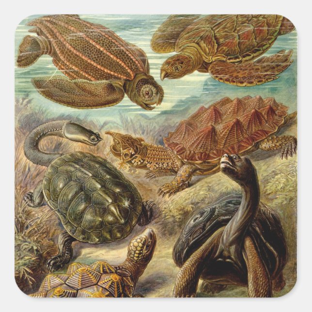 Turtle (Chelonia) by Haeckel Square Sticker (Front)