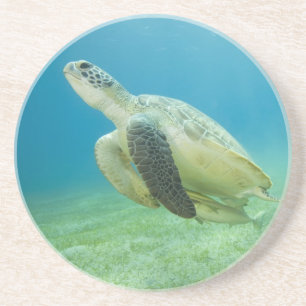Turtle Coaster