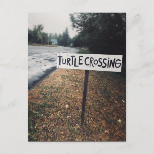 turtle crossing postcard