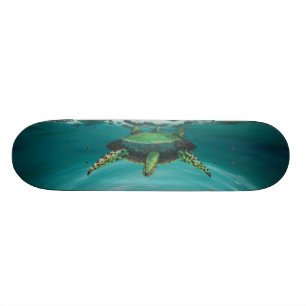 Turtle crossing skateboard