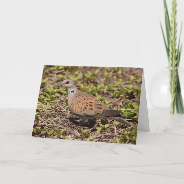 Turtle Dove Greeting Card (Front)