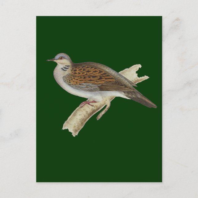 Turtle Dove Postcard (Front)