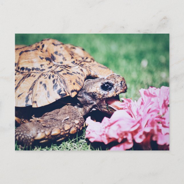TURTLE EATING A FLOWER POSTCARD (Front)