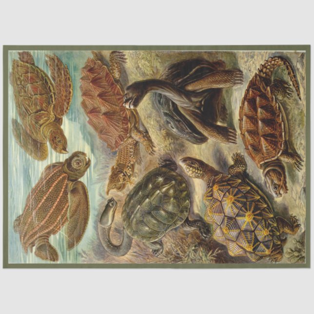 Turtle Ernst Haeckel  Decoupage  Tissue Paper (Front)