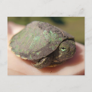Turtle Hatchling Postcard