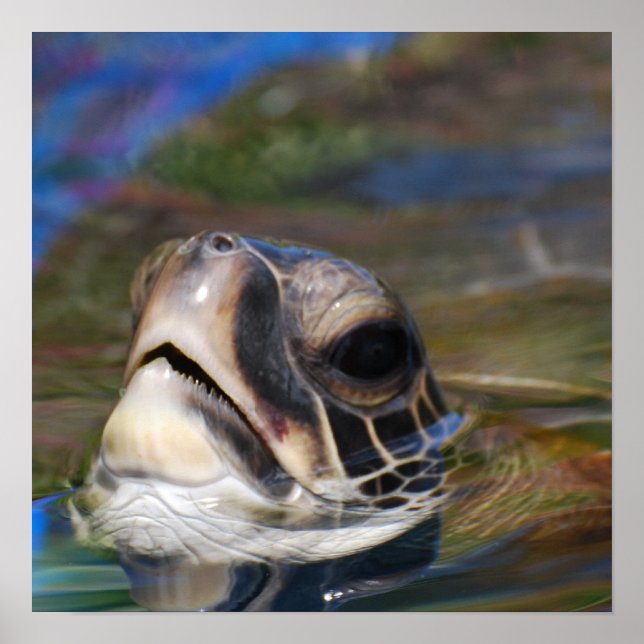 Turtle Head Poster (Front)