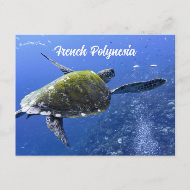 Turtle in Mo'orea French Polynesia Postcard (Front)