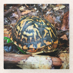 Turtle in the Forest, Chester, South Carolina Post Glass Coaster