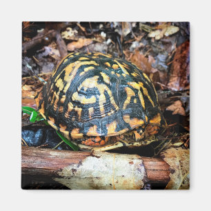 Turtle in the Forest, Chester, South Carolina Post Magnet