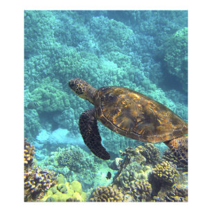 turtle in the sea photo print