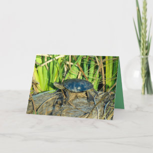 Turtle in the Sun Greeting Card