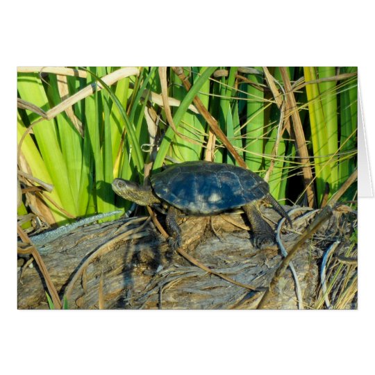 Turtle in the Sun Greeting Card