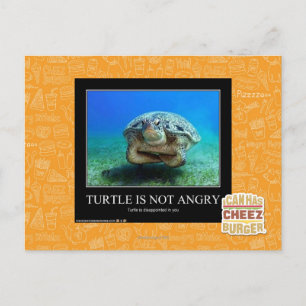 Turtle Is Not Angry Postcard