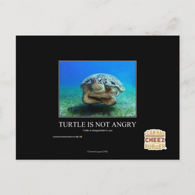 Turtle Is Not Angry Postcard (Front)