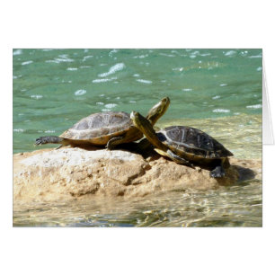 Turtle Love