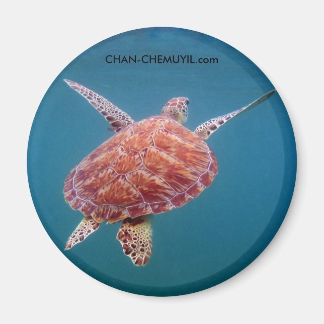 Turtle Magnet (Front)
