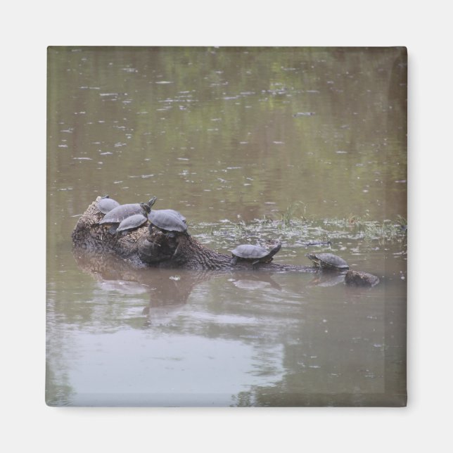 Turtle Magnet (Front)