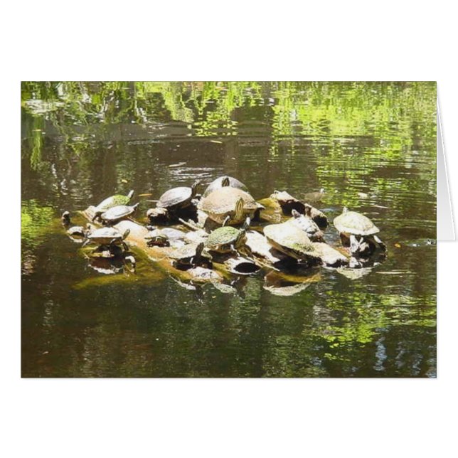 turtle networking (Front Horizontal)