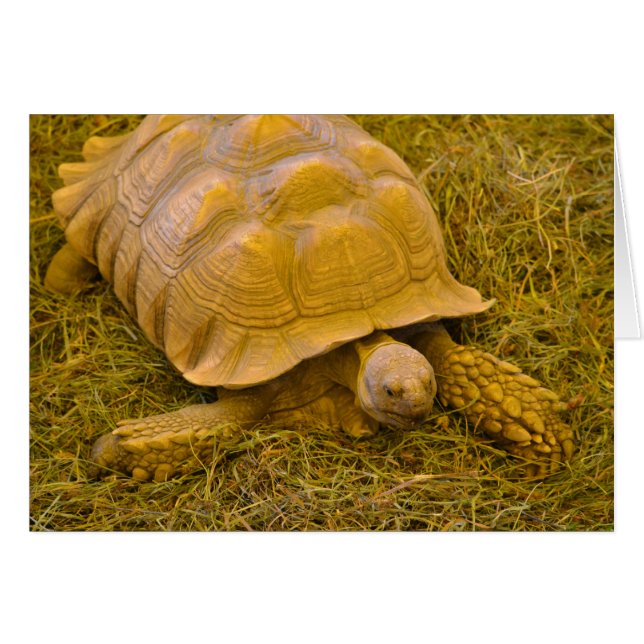 Turtle Note Card (Front Horizontal)