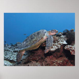 Turtle on a Ledge Poster