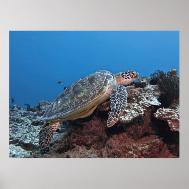 Turtle on a Ledge Poster (Front)