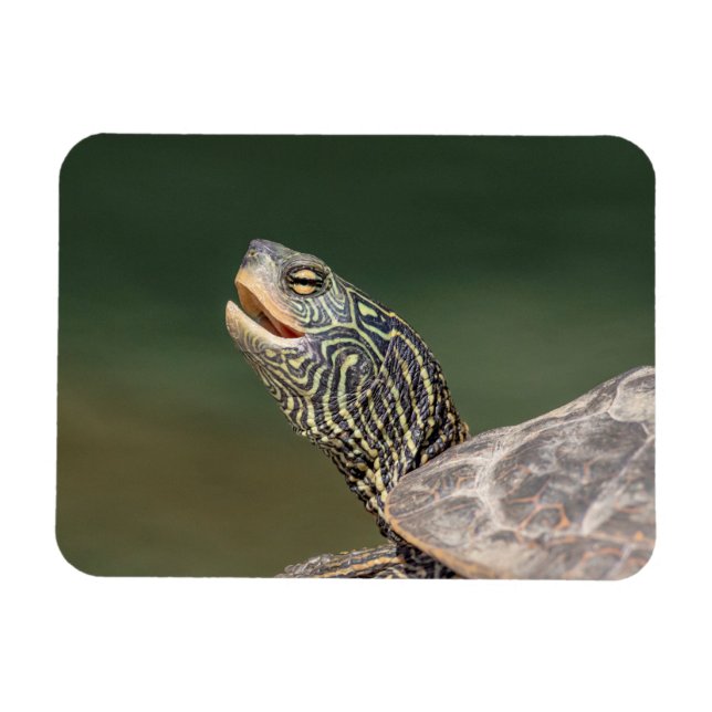 Turtle on LaChute River Magnet (Horizontal)