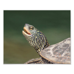 Turtle on LaChute River Photo Print
