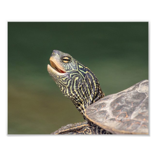 Turtle on LaChute River Photo Print (Front)