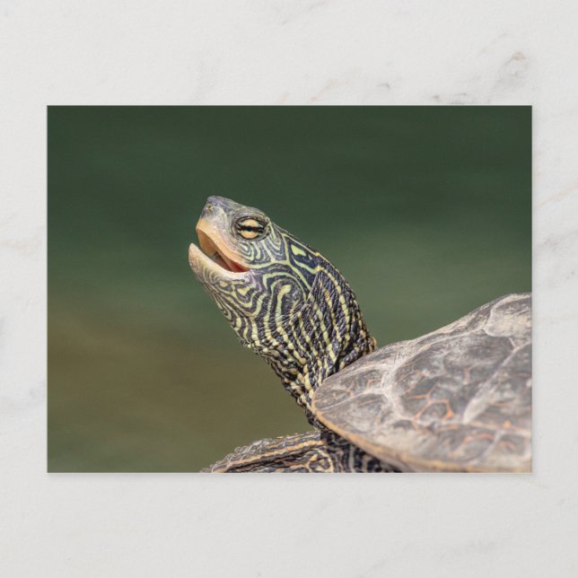 Turtle on LaChute River Postcard (Front)