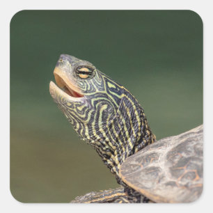 Turtle on LaChute River Square Sticker