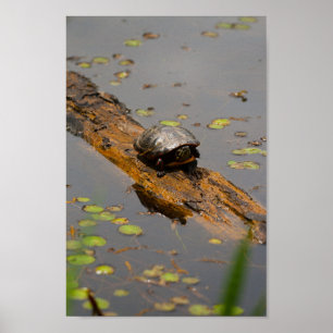 Turtle on Log, Inniswood Metro Gardens, Ohio Poster