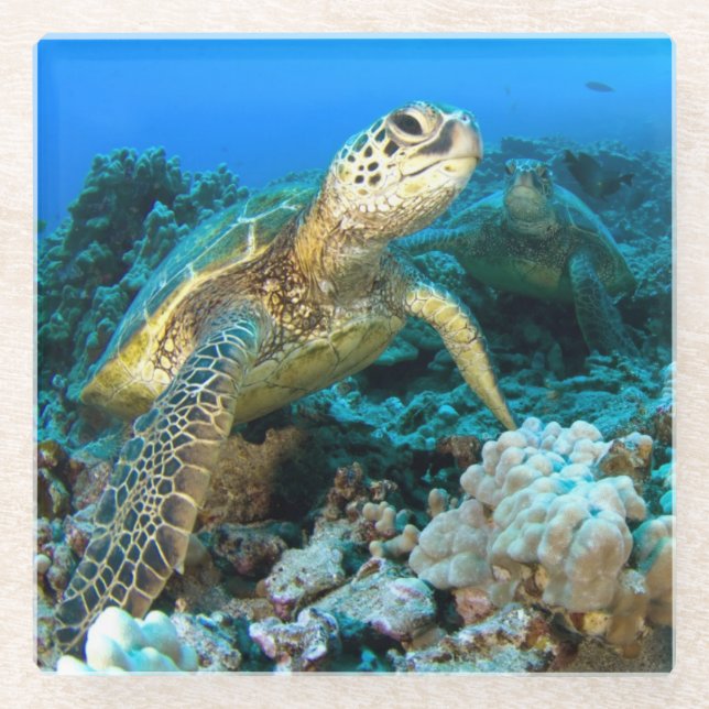 Turtle Pair Glass Coaster (Front)