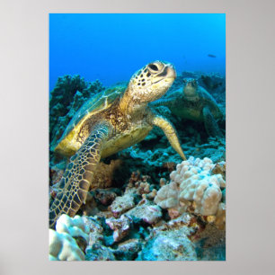Turtle Pair Poster