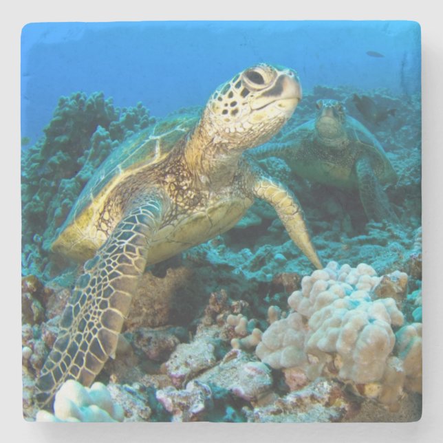 Turtle Pair Stone Coaster (Front)