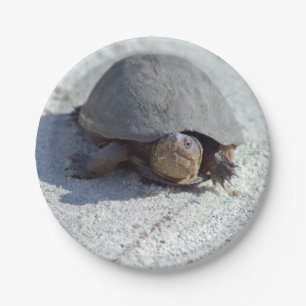 Turtle Photo Paper Plate