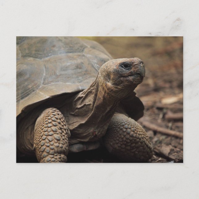 Turtle photo postcard (Front)