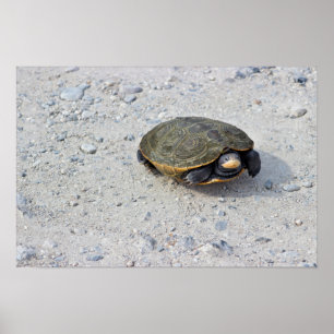 Turtle Photo Poster