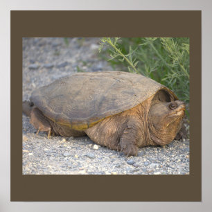 Turtle Photo Poster