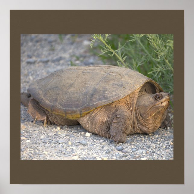 Turtle Photo Poster (Front)