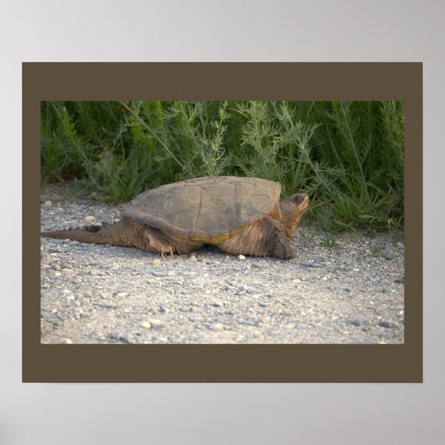 Turtle Photo Poster (Front)