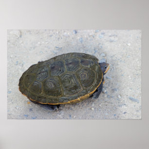 Turtle Photo Poster