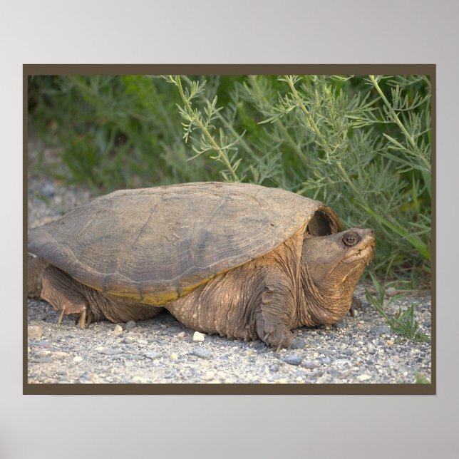 Turtle Photo Poster (Front)