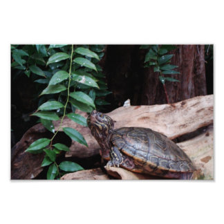 Turtle Photo Print