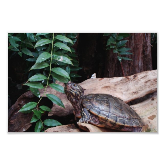 Turtle Photo Print (Front)
