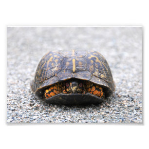 Turtle Photo Print