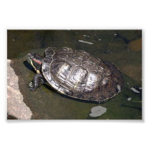 "Turtle" Photo Print