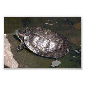 "Turtle" Photo Print
