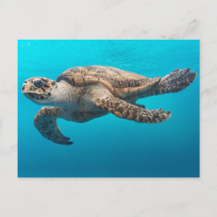 Turtle Photograph Blue Ocean Postcard