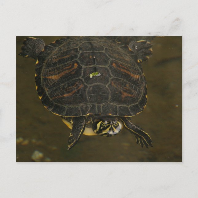 Turtle Pond Postcard (Front)