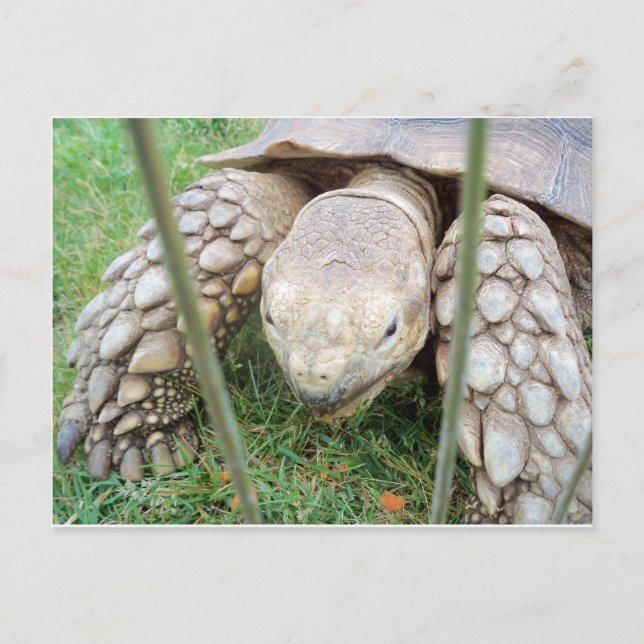 Turtle Portrait Postcard (Front)